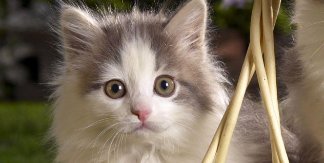 猫咪不爱喝水是肾脏代谢偏弱吗？