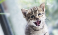 频繁更换猫砂种类，会导致猫咪排泄紊乱憋尿吗？