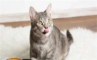 如何提前预防猫咪感染狂犬病