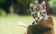 猫咪为什么频繁出现软便带黏膜？该如何调理修复？