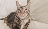猫咪鼻头长期干硬发热代表身体哪里出问题