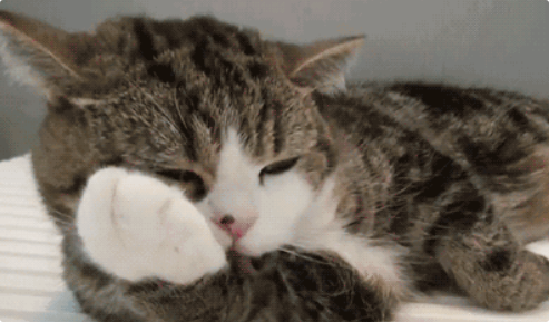 猫咪舔毛过度会吐毛球吗? 猫咪舔毛过度会吐毛球吗?