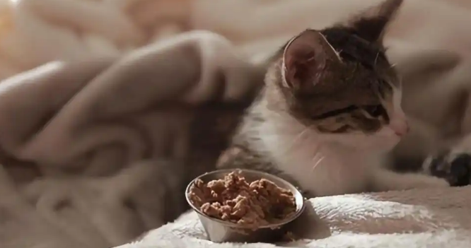 猫咪持续发热不退该怎样处理 猫咪持续发热不退该怎样处理