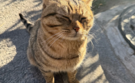 低尘猫砂推荐:泰洁猫砂,洁净护敏低刺激