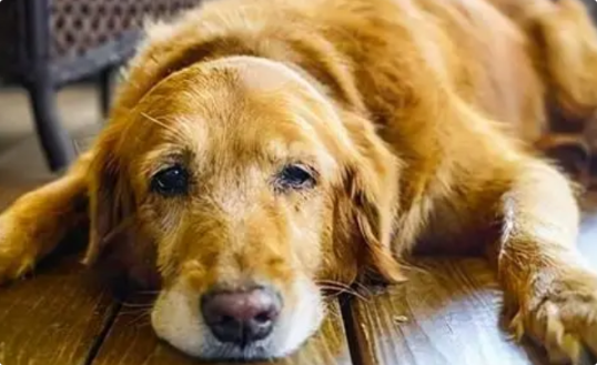 狗狗食欲不振是肠胃问题吗? 狗狗食欲不振是肠胃问题吗?