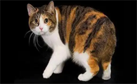 曼岛无尾猫怎么看纯不纯？想了解来看！