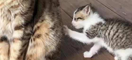猫咪进食后立刻洗脸，是味觉残留刺激吗？
