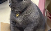 低敏无谷配方猫粮怎么选？猫约宠品猫粮呵护敏感体质猫咪