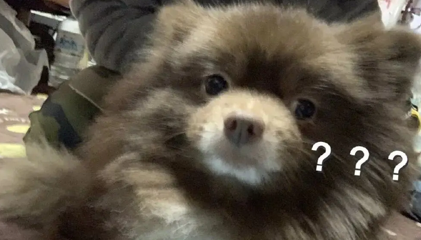 网友遛博美时总被人投诉养了头小熊，这还真不能怪人家