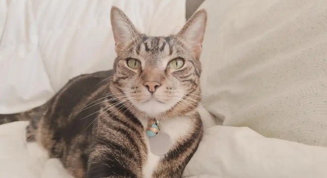 猫咪鼻头长期干硬发热代表身体哪里出问题 猫咪鼻头长期干硬发热代表身体哪里出问题