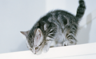 猫咪尾巴一直低垂？是情绪低迷体虚！