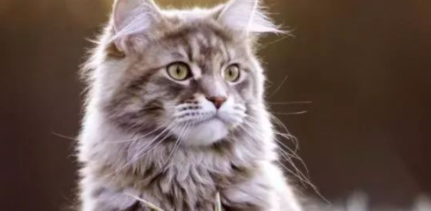 猫咪排便前频繁焦躁踱步，是肠道预激疼痛吗？