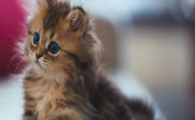 猫咪总咬自己尾巴尖，是末梢神经发痒吗？