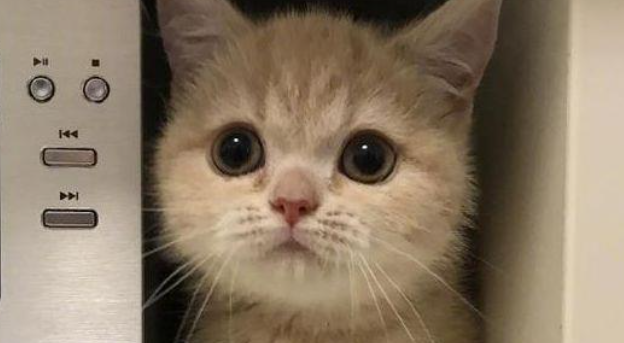 猫咪频繁甩头挠耳朵，是耳道潮湿滋生杂菌导致的吗？