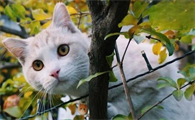猫拉稀吃什么药好得快