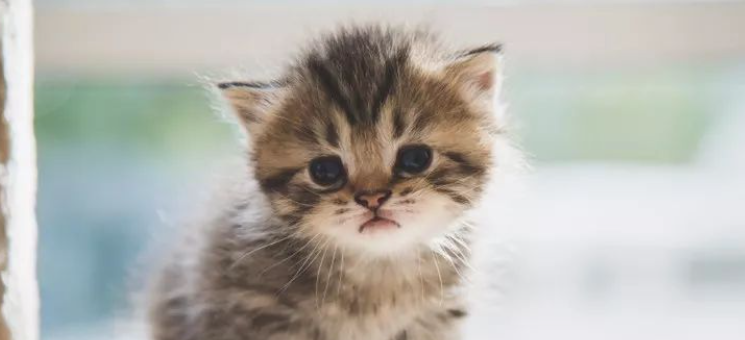 长期室内不见阳光，猫咪毛发暗沉是毛囊活力不足吗？