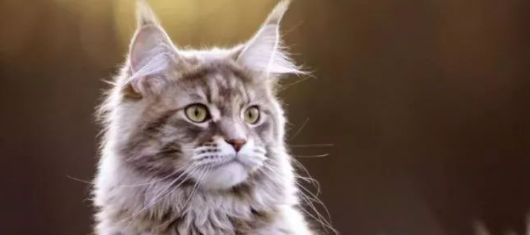 猫咪偶尔咳嗽咔咔干呕？是轻微气管痰多卡痰吗？