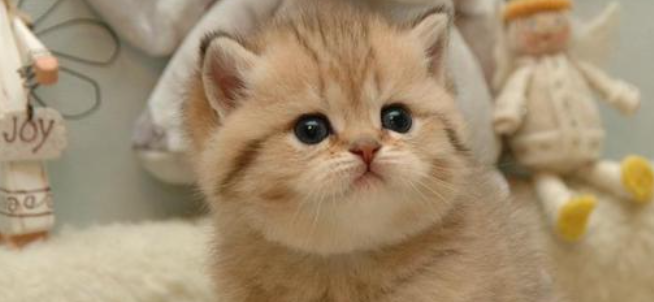 猫咪偏爱高卧不爱落地？是四肢脚垫酸痛吗？