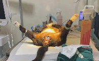 猫咪尿道口滴血是怎么回事呢