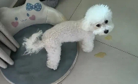 狗狗吐了黄黄的一坨出来怎么办