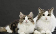 猫咪抓挠耳朵是耳螨吗？