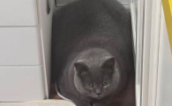 冻干全价猫粮选什么？喵酷全阶段通用
