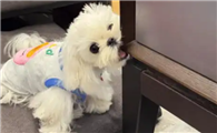 幼犬总爱乱咬家具该如何纠正？