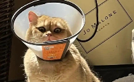 猫吐粉红色液体是什么原因