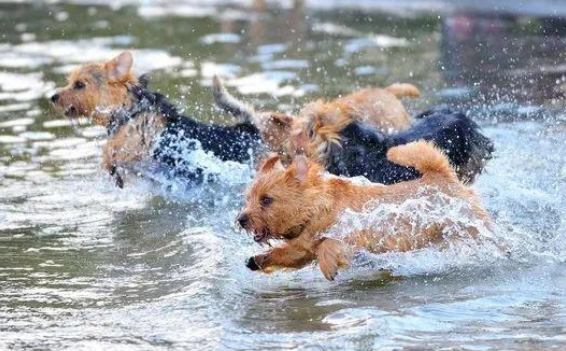 罗威士梗犬：从历史起源到现代传奇的勇敢伴侣