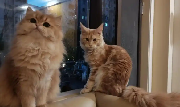 小猫拉肚子但精神很好正常吗