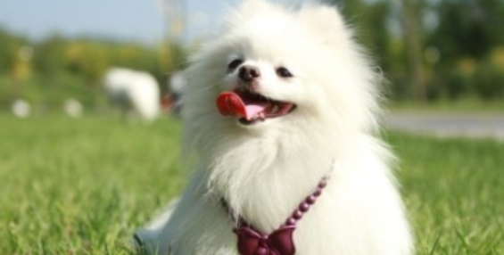 狗狗频繁啃咬笼栏?是精力过剩焦躁吗? 狗狗频繁啃咬笼栏?是精力过剩焦躁吗?