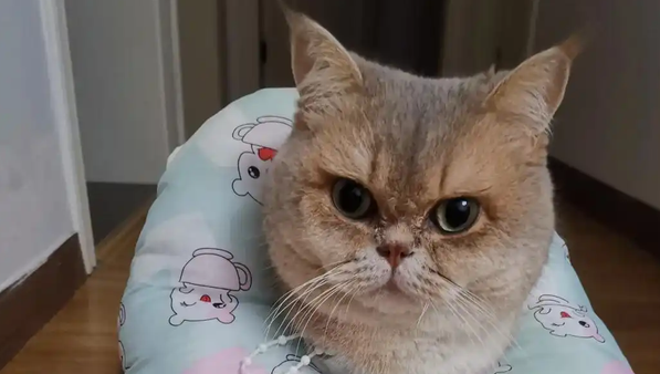 猫咪打呼噜像有痰一样怎么回事