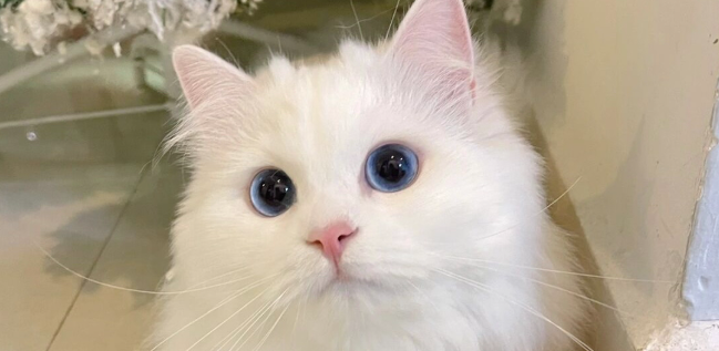 长期不给猫咪磨爪修剪，会引发指甲嵌顿疼痛问题吗？