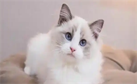 猫咪呼吸道感染反复咳嗽怎么办