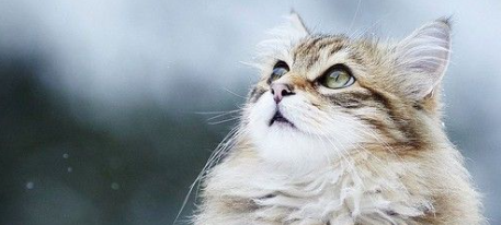 猫咪过度舔毛导致局部秃毛？是心因性脱毛吗？