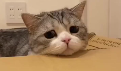 痛心!江苏三名男孩虐猫致死,警方介入开展教育引导 痛心!江苏三名男孩虐猫致死,警方介入开展教育引导
