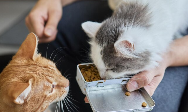猫咪挑食不爱吃猫粮怎么办？