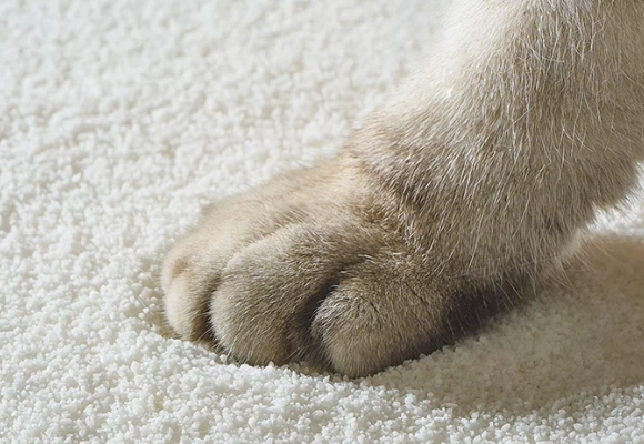 木薯猫砂哪个牌子好？喵小姑成多宠家庭“内战”终结者