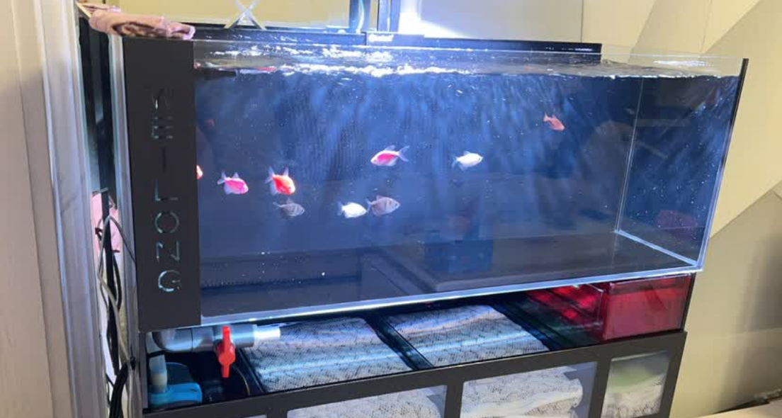 鱼缸品牌哪个好?田园顽狗底滤一体溪流缸,轻松打造室内自然水景 鱼缸品牌哪个好?田园顽狗底滤一体溪流缸,轻松打造室内自然水景