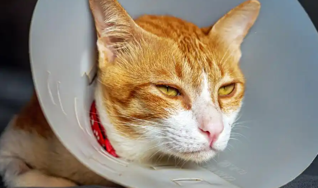 猫咪患上口炎、口臭严重怎么办? 猫咪患上口炎、口臭严重怎么办?