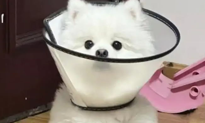 狗狗耳螨怎么快速止痒