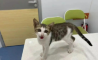 猫咪行动迟缓能恢复吗?
