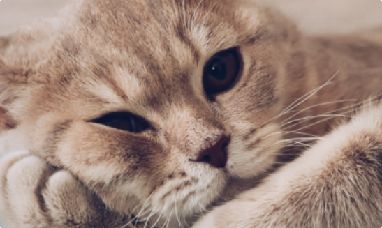 猫咪尿血要紧急去医院吗? 猫咪尿血要紧急去医院吗?