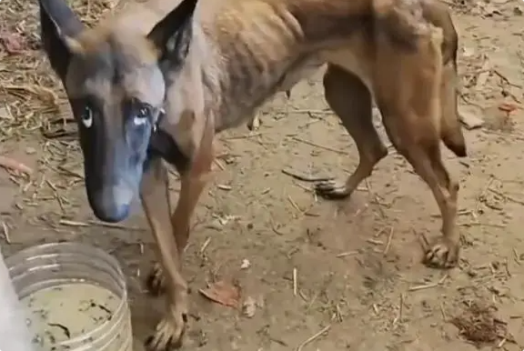 马犬被洪水冲走10天，自行回家瘦成皮包骨