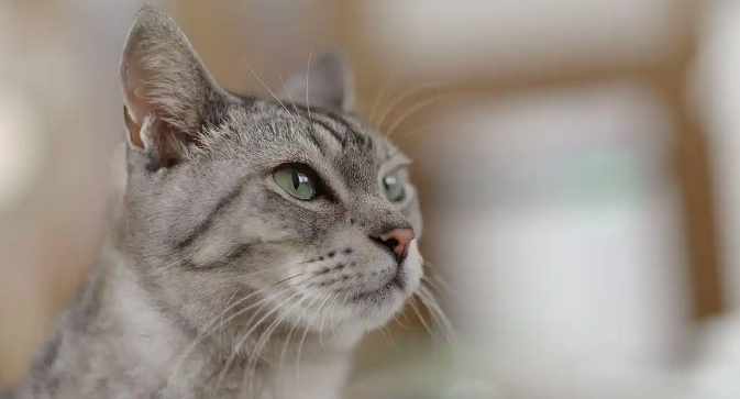 猫咪走路摇晃头部倾斜是神经受损吗 猫咪走路摇晃头部倾斜是神经受损吗