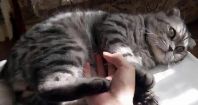 猫咪杯状病毒感染该怎么用药 猫咪杯状病毒感染该怎么用药