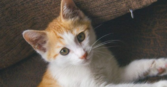 猫咪偶尔突然弓背惨叫、一碰就躲，是肋间神经痛吗？