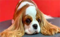 骑士查理王小猎犬怎么分公母？主要是这三点