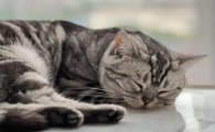 猫咪流口水是什么症状表现
