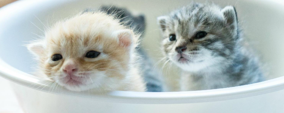 猫咪频繁张口深呼吸换气？是胸腔憋闷不适吗？